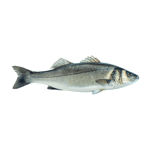 Branzino