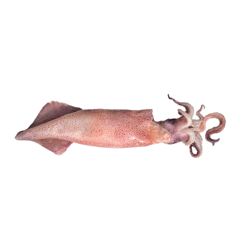Calamaro